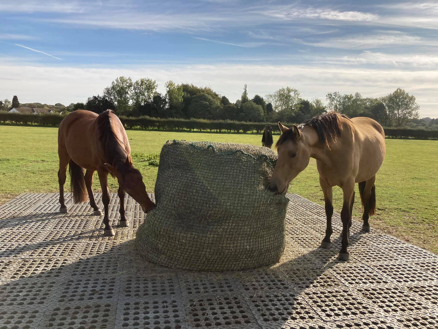 🐴💥 70 m² INB-Paddockplatten-Sparpaket für 1.990 € – Abholung gratis & Versand