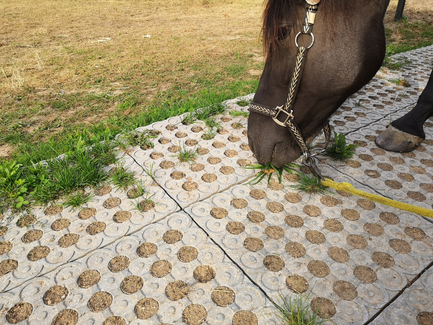 🐴💥 105 m² INB-Paddockplatten-Sparpaket für 2900 € – Abholung gratis & Versand möglich